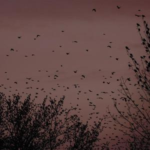 人与动物性交内射
