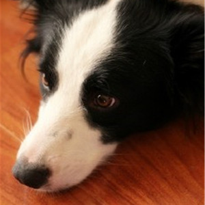 人与动物性交内射
